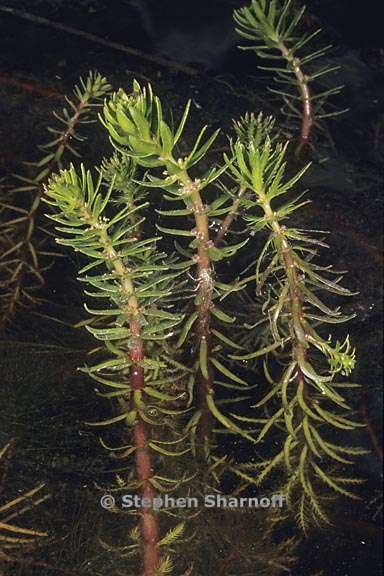 myriophyllum sp 1 graphic